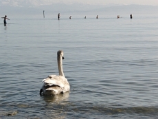 Wer ist hier wasserscheu?